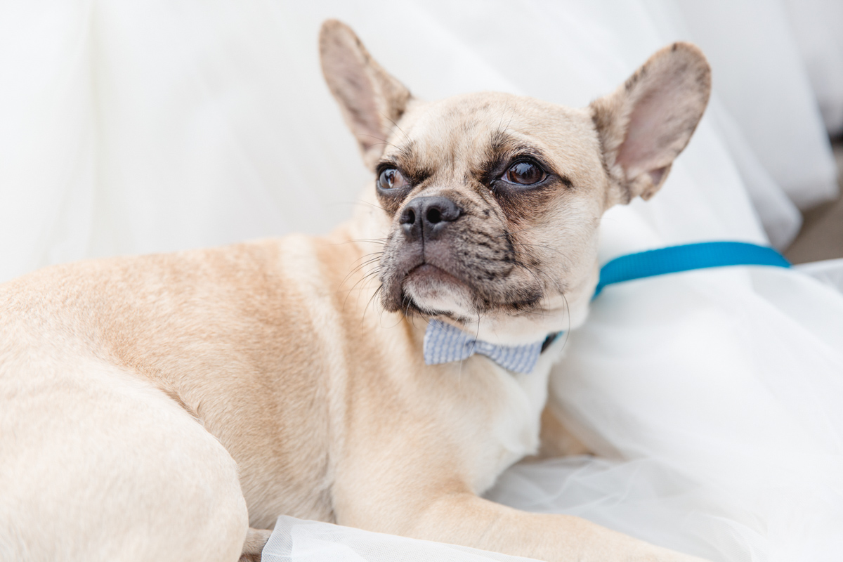 Heiraten mit Hund