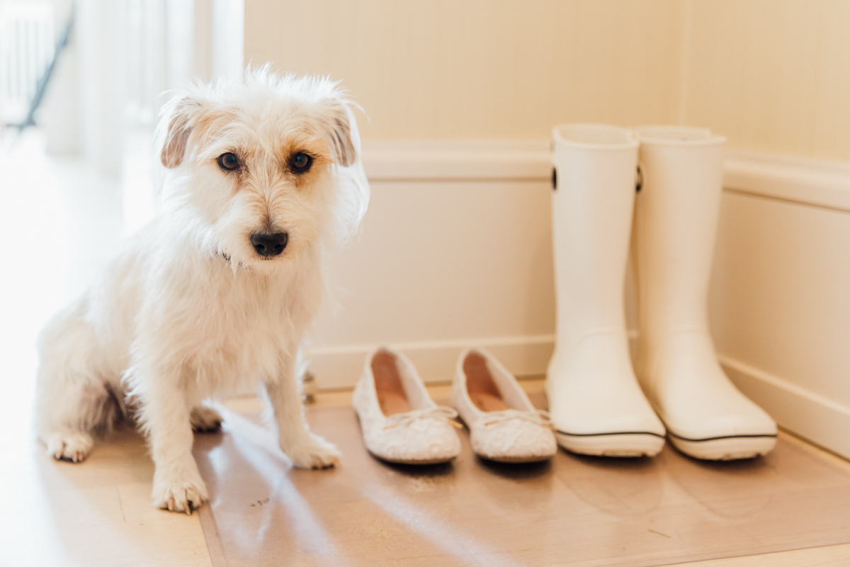 Hochzeitsfoto der Brautschuhe mit Hund.